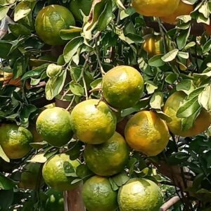 Orange | संत्रा - Ambiya Bahar - 900 gm - 1.1 kg