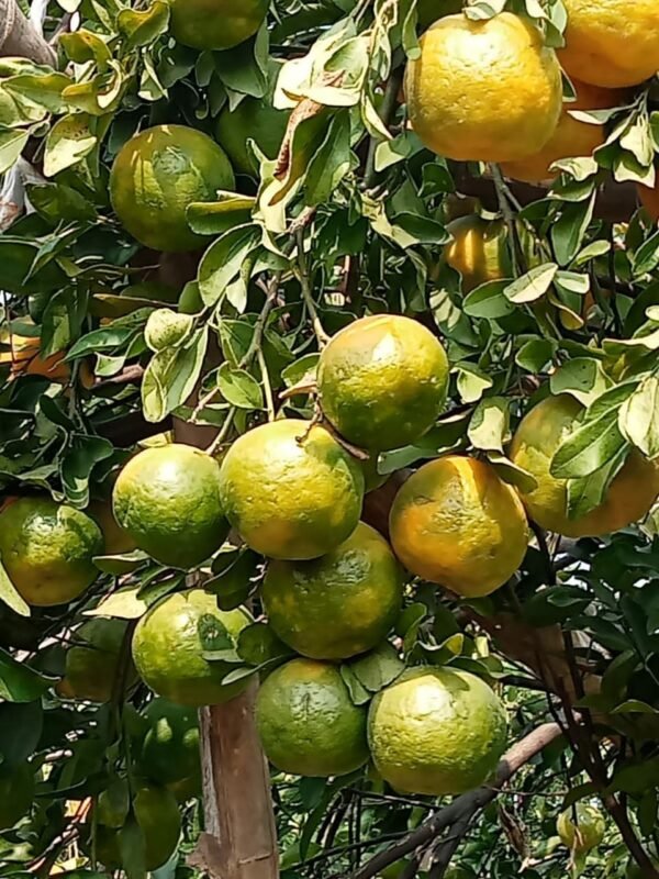 Orange | संत्रा - Ambiya Bahar