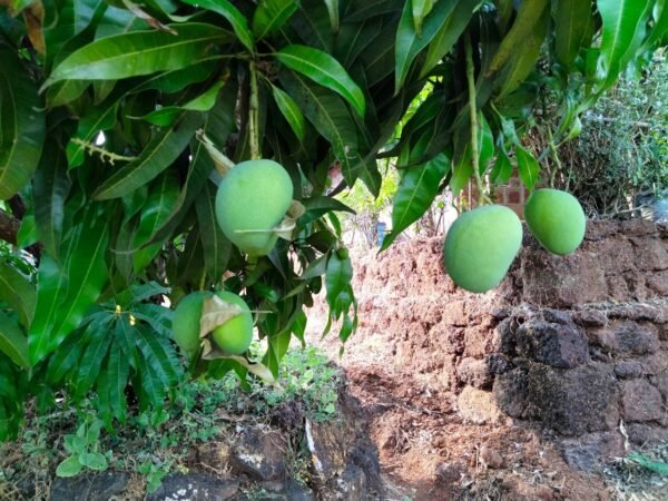Devgad Gold Alphonso Mango (हापूस) - (>300 gms)