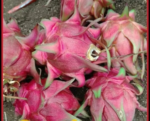 Red Dragon Fruit - ड्रॅगन फ्रूट - Image 3