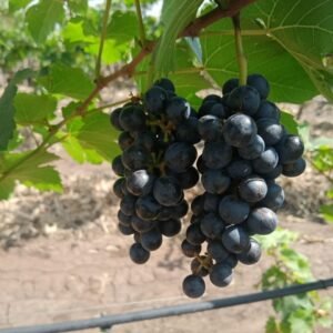 Black Grapes - काळी द्राक्षे (seedless)