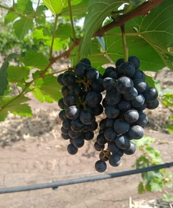 Black Grapes - काळी द्राक्षे (seedless)