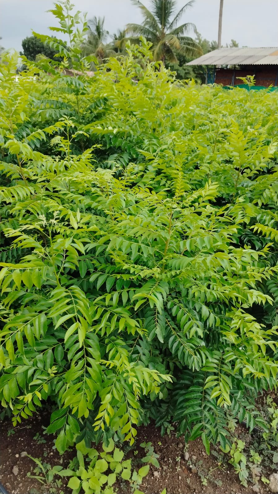Currey leaves, Organic currey leaves, Natural Currey leaves, Kadipatta, kadipata