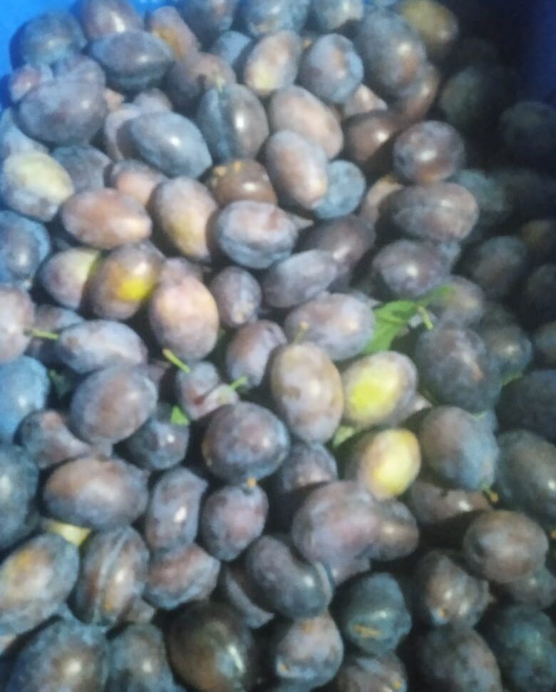 Prunes, Organic Prunes, Natural Prunes, Chemical Free Prunes