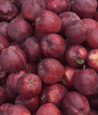 Kinnaur Apples, Organic Apples, Organic Kinnaur, apples, Organic Apples, SPNF Apples, Chemical free Apples
