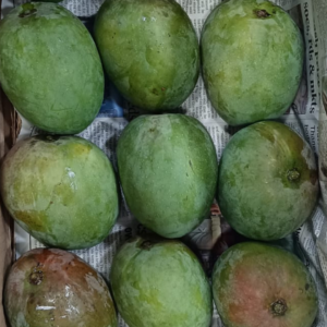Payari Mango, Devgad Payari Mango, Organic Payari Mango, Pairi Mango, SPNF Payari Mango, SPNF Pairi Mango