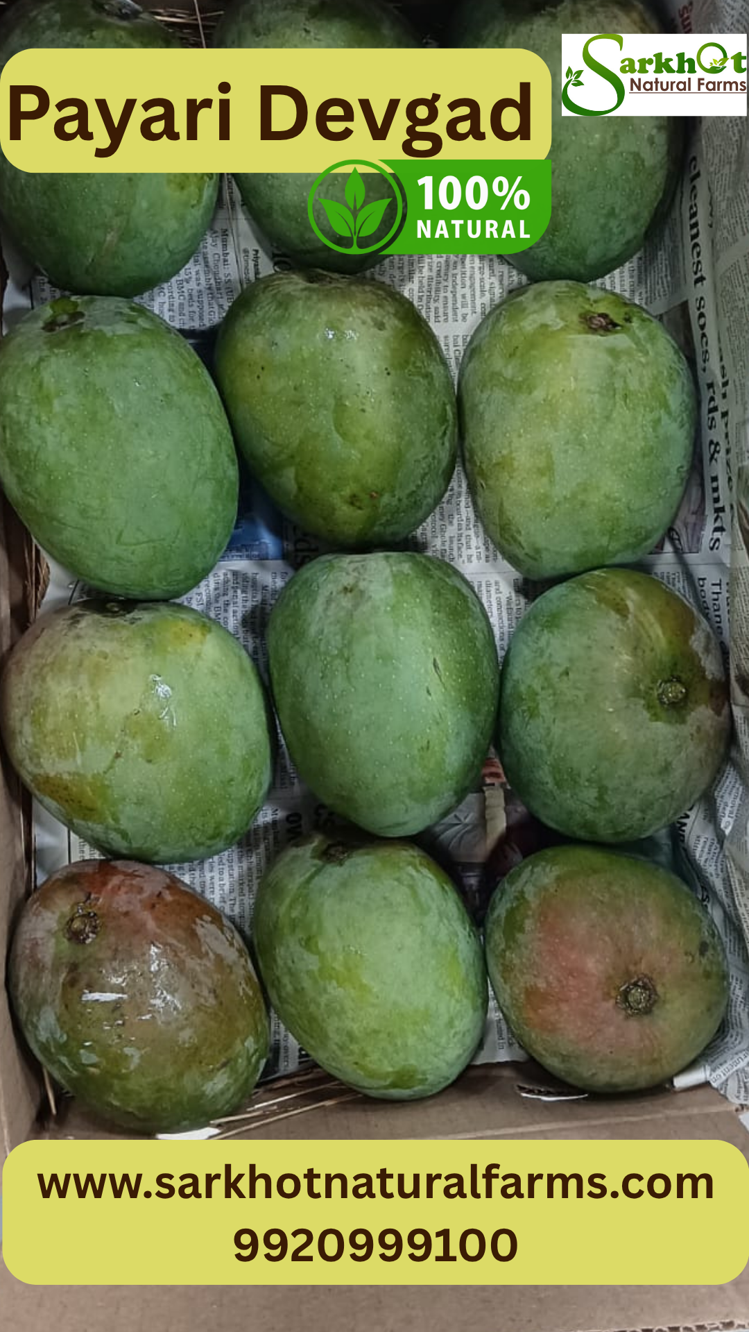 Payari Mango, Devgad Payari Mango, Organic Payari Mango, Pairi Mango, SPNF Payari Mango, SPNF Pairi Mango