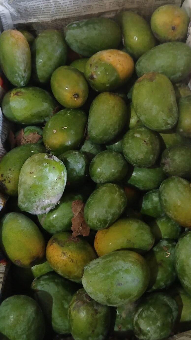 Desi Mango, Wild Mangoes, Forest Mangoes, Raival, Gavraan, Amba, Aam