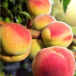 Peach, Organic Peach, Natural Peach, SPNF Peach, Plums