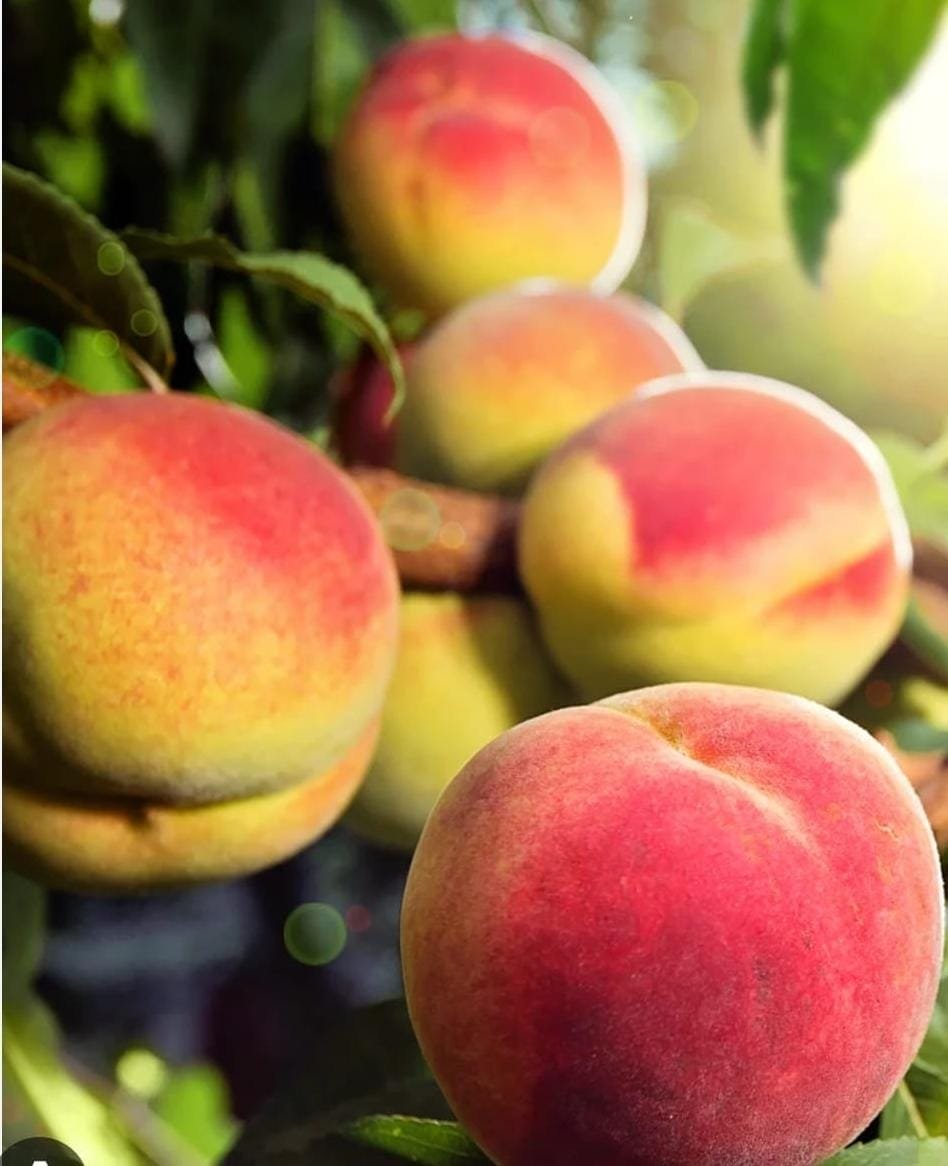 Peach, Organic Peach, Natural Peach, SPNF Peach, Plums